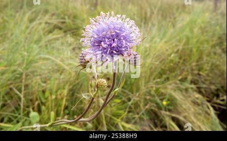 Fantastic purple flower in a field on nature Stock Photo