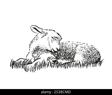 Hand drawn illustration of lying lamb. Stock Vector