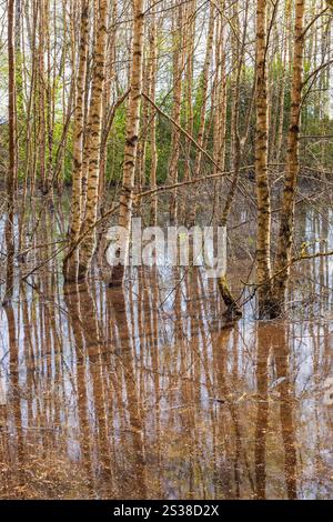 Birch trees standing in water a sunny spring day Stock Photo