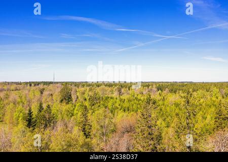 View of the treetops in a forest on a sunny spring day Stock Photo