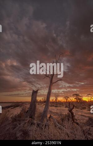 Stormy sunset skies above a dead tree out in the Wheatbelt of Western Australia Stock Photo