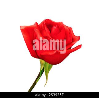 Red rose isolated on white background Stock Photo - Alamy
