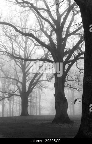 Black and white shot of trees in a park on a foggy morning Stock Photo