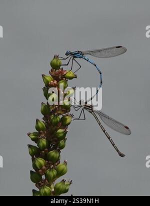 Blue Ringtail (Austrolestes annulosus Stock Photo - Alamy