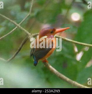 Sulawesi Dwarf Kingfisher (Ceyx fallax) Stock Photo