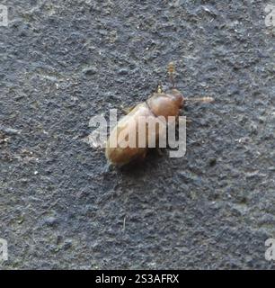 Hairy Fungus Beetle (Typhaea stercorea) Insecta Stock Photo - Alamy