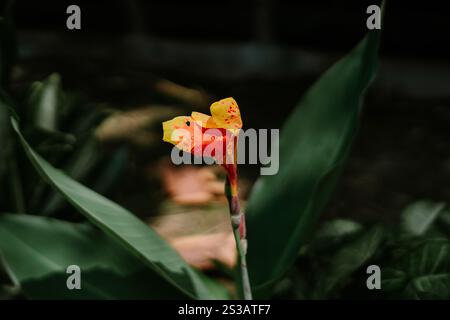 Canna indica, commonly known as Indian shot, African arrowroot, edible canna, Sierra Leone arrowroot, is a plant species in the family Cannaceae. Stock Photo