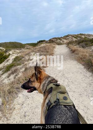 A German Shepherd wearing a tactical harness walks along a sandy trail through coastal sand dunes on an overcast day, capturing the spirit of outdoor Stock Photo