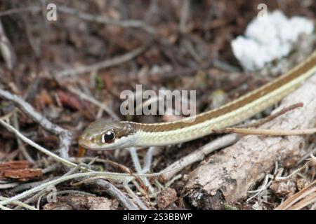 Eastern Ribbon Snake (Thamnophis saurita saurita) Stock Photo