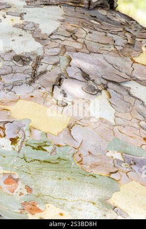 multi-colored bark of old sycamore trunk close up in Victory park in Yerevan city, Armenia on summer day Stock Photo