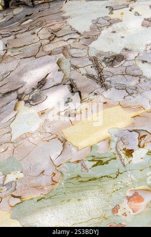 multi-colored bark of old plane tree trunk close up in Victory park in Yerevan city, Armenia on summer day Stock Photo