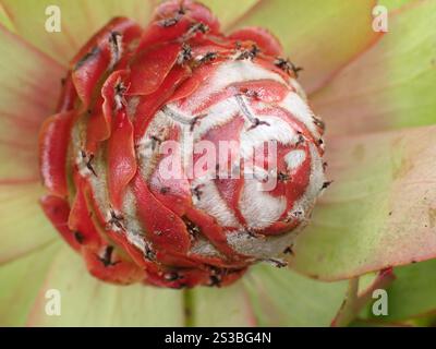 Spicy Conebush (Leucadendron tinctum) Stock Photo