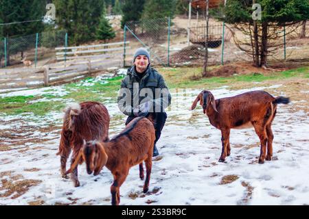 Damascus goats surrounded man in contact zoo. Domesticated shami, chami, aleppo, halep, baladi goat living on farm among forest. Visiting park with ra Stock Photo