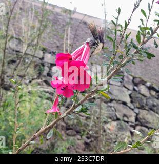 Sacred flower of the Incas (Cantua buxifolia Stock Photo - Alamy