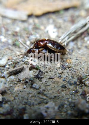 Telu Insect Tule Beetle (Tanystoma maculicolle Stock Photo - Alamy