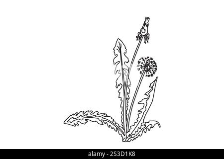 Black and white botanical dandelion flowers. Line art floral bouquet, outline wildflowers vector illustration background. Trendy graphic design for We Stock Vector