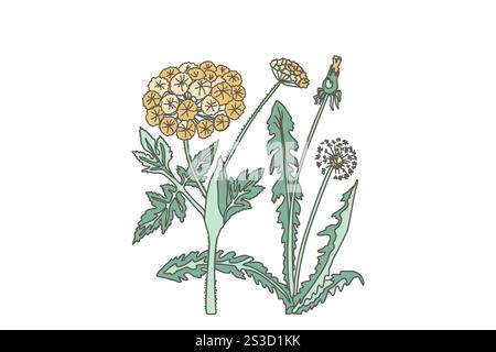 Botanical plants and flowers in pastel colors. Line art floral chrysanthemum bouquet isolated on white background. Wildflowers vector illustration. Gr Stock Vector