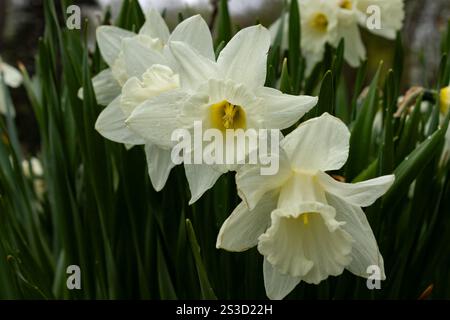 A macro of three daffodils, soft yellow center, white bloom Stock Photo