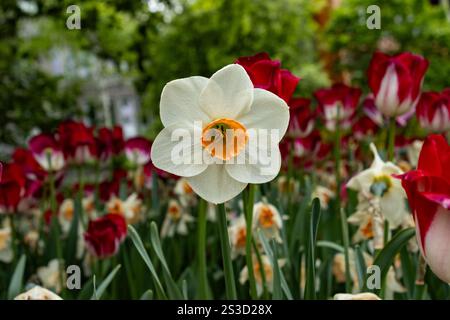 A delicate daffodil with egg yolk center stands above the tulip bed Stock Photo