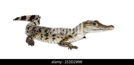 Standing Philippine crocodile, crocodylus mindorensis, isolated on white Stock Photo