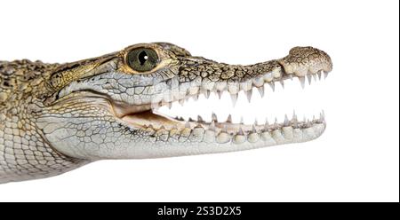 Close-up of the head of a Philippine crocodile with its mouth wide open, showing its fangs, Crocodylus mindorensis, isolated on white Stock Photo