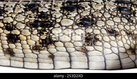 Close-up of the skin of a Philippine crocodile, Crocodylus mindorensis Stock Photo