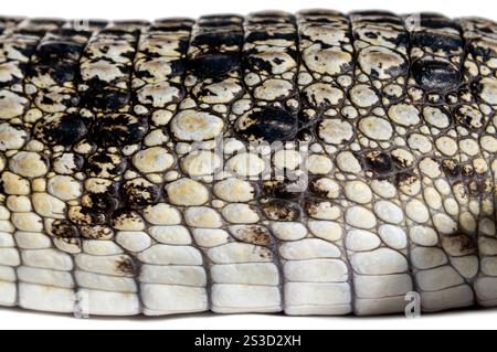 Close-up of the skin of a Philippine crocodile, Crocodylus mindorensis Stock Photo