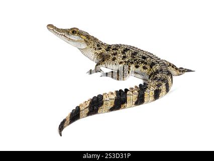 Rear view of a Philippine crocodile with its long in the foreground, Crocodylus mindorensis, isolated on white Stock Photo