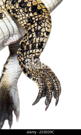 Close-up on the leg, fingers and claws of a Philippine crocodile, crocodylus mindorensis, isolated on white Stock Photo