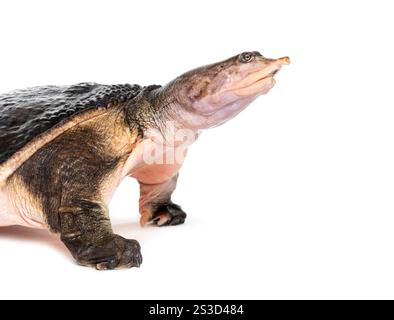 Side view of a Florida softshell turtle, Apalone ferox, isolated on white Stock Photo