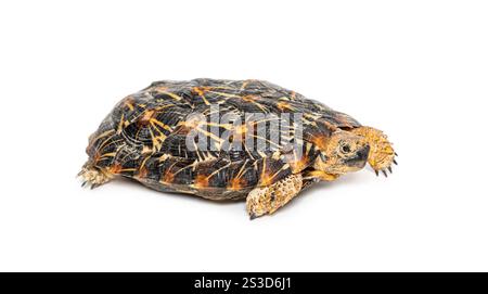 Flat-shelled pancake tortoise, Malacochersus tornieri, isolated on white Stock Photo