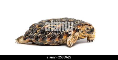 Flat-shelled pancake tortoise, Malacochersus tornieri, isolated on white Stock Photo