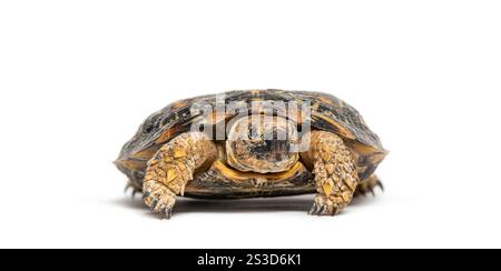 Flat-shelled pancake tortoise, Malacochersus tornieri, isolated on white Stock Photo