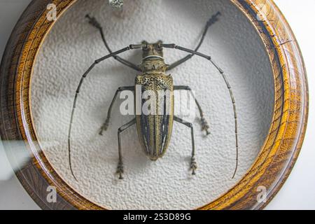 Image shows a large, dark jewelry piece with an intricate design featuring a glossy beetle replica at its center a Stock Photo