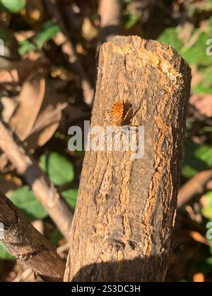 Orange Assassin Bug (Pselliopus barberi) Stock Photo