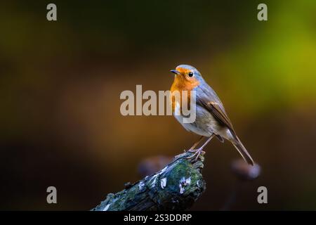 European robin (Erithacus rubecula), adult posing on a small branch in the woods of Romania Stock Photo