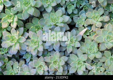 Many beautiful succulent plants as background, top view. Banner design Stock Photo