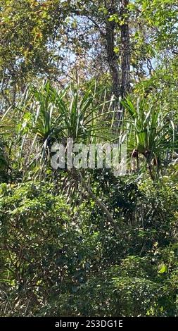Himalayan screw-pine (Pandanus furcatus) Stock Photo