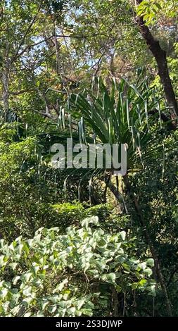 Himalayan screw-pine (Pandanus furcatus) Stock Photo