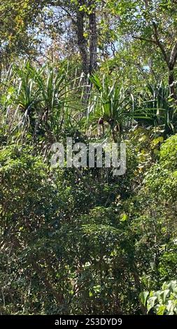 Himalayan screw-pine (Pandanus furcatus) Stock Photo