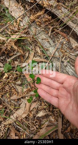 creeping raspwort (Gonocarpus micranthus Stock Photo - Alamy