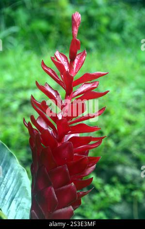 Single Red Alpinia Purpurata (Red Ginger) Flower on Display at Jardin de Balata Garden, Fort-de-France, Martinique, French West Indies, Caribbean. Stock Photo