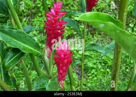 Pair of Red Alpinia Purpurata (Red Ginger) Flower on Display at Jardin de Balata Garden, Fort-de-France, Martinique, French West Indies, Caribbean. Stock Photo