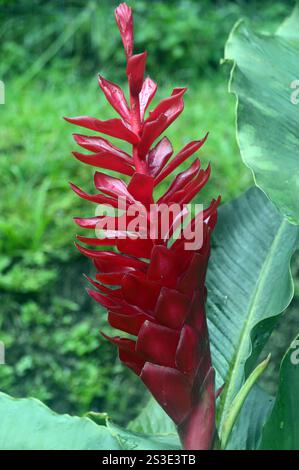 Single Red Alpinia Purpurata (Red Ginger) Flower on Display at Jardin de Balata Garden, Fort-de-France, Martinique, French West Indies, Caribbean. Stock Photo