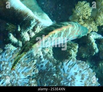Slender Maori Wrasse (Oxycheilinus celebicus Stock Photo - Alamy