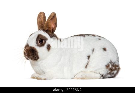 White and brown spotted Rabbit isolated on white Stock Photo