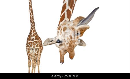 Portrait of a funny and cute giraffe upside down sticking tongue out; head down. with a perspective effect shrinking the body which creates a lot of d Stock Photo