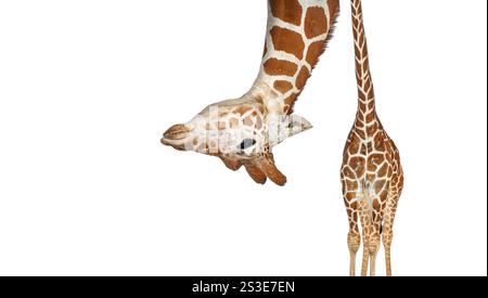 Portrait of a funny and cute giraffe upside down; head down. with a perspective effect shrinking the body which creates a lot of depth, isolated on wh Stock Photo