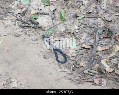 Angolan Garter Snake (Elapsoidea semiannulata Stock Photo - Alamy