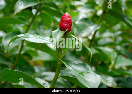 Red Zingiber Zerumbet 'Shampoo Ginger Lily' Plant grown at Jardin de Balata Garden, Fort-de-France, Martinique, West Indies, Caribbean. Stock Photo